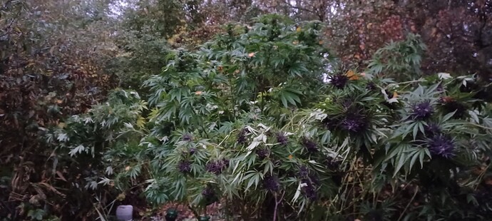 Growreport Bild 5