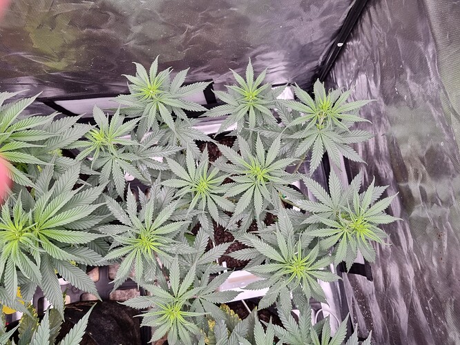 Growreport Bild 19
