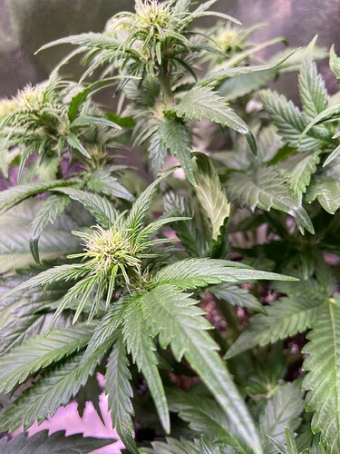 Growreport Bild 14