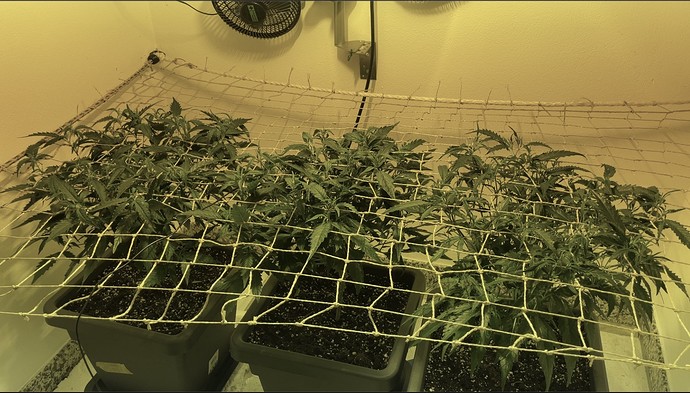 Growreport Bild 6