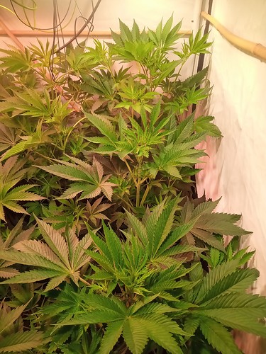 Growreport Bild 53