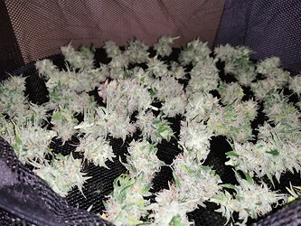 Growreport Bild 13