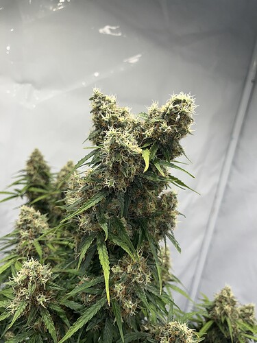 Growreport Bild 9
