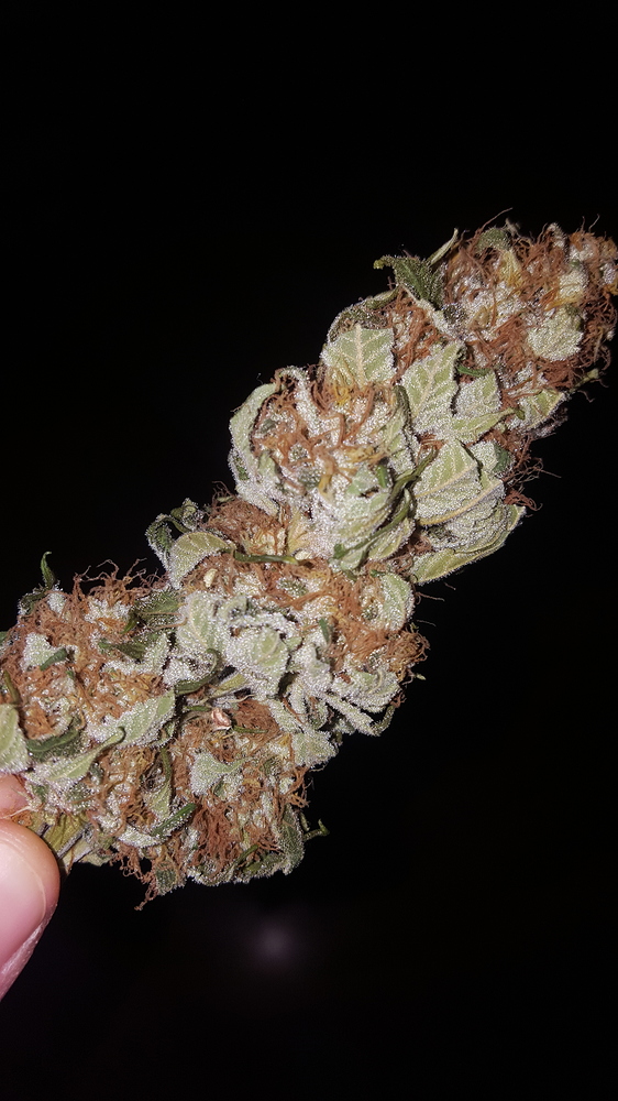 1. Indoor Grow 250W MH/NDL