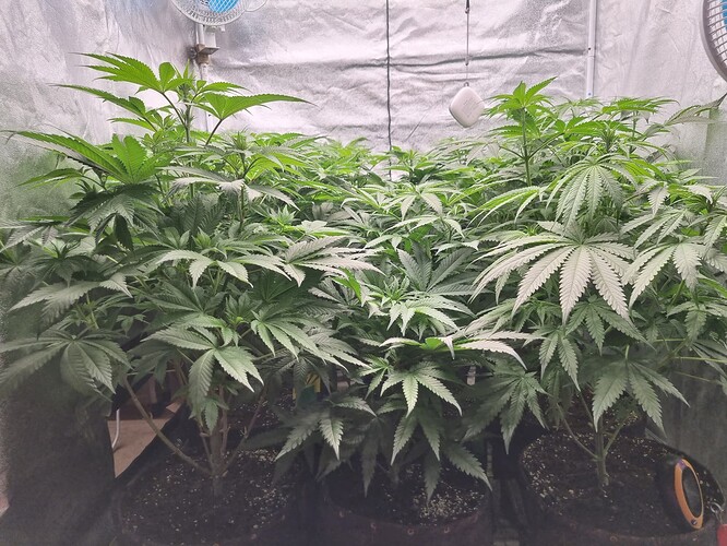 Growreport Bild 36