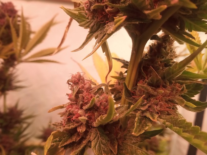 Growreport Bild 69