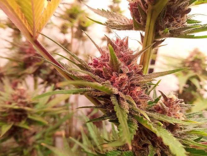 Growreport Bild 24