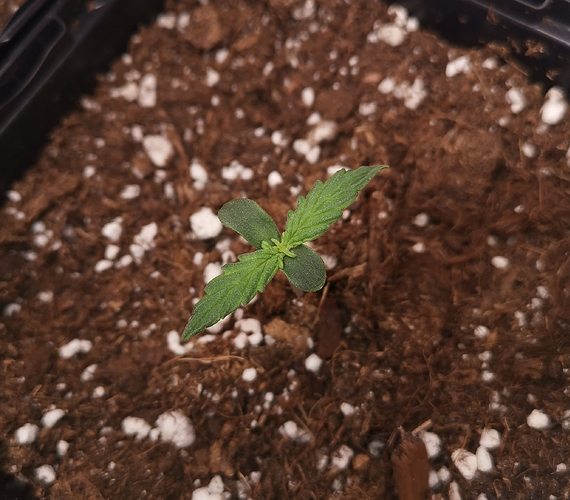 Growreport Bild 1