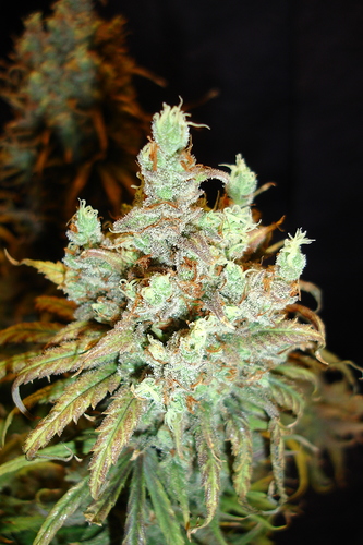 Growreport Bild 47