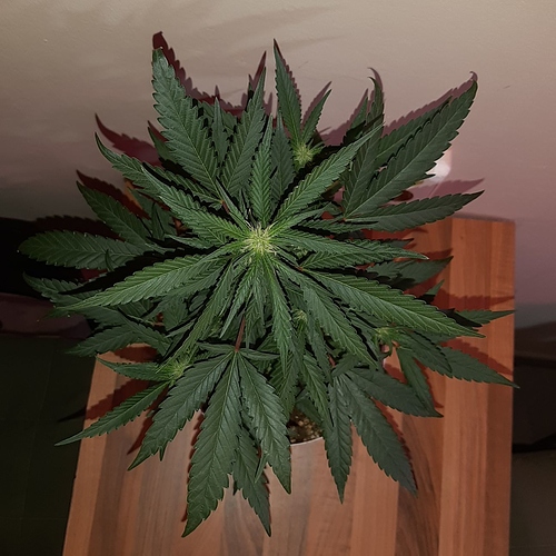 Growreport Bild 11