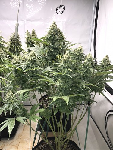 Growreport Bild 15