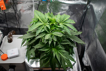 Growreport Bild 4