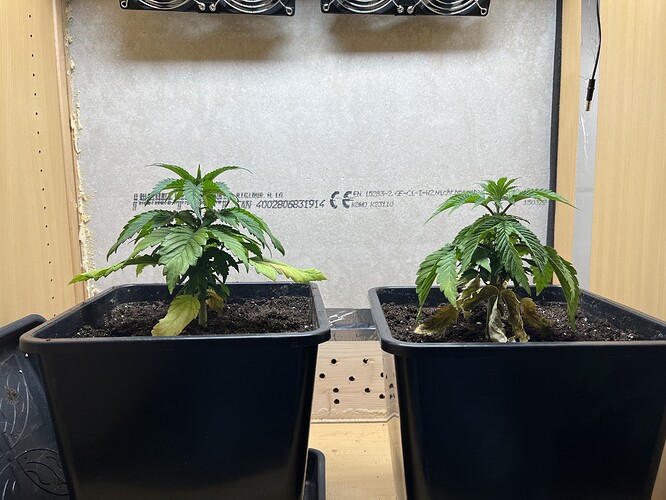 Growreport Bild 4