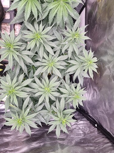 Growreport Bild 45