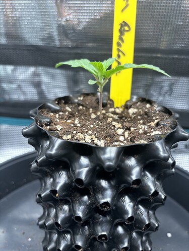 Growreport Bild 50