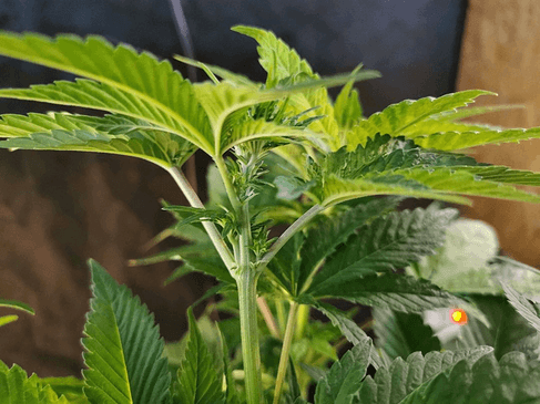 Growreport Bild 5