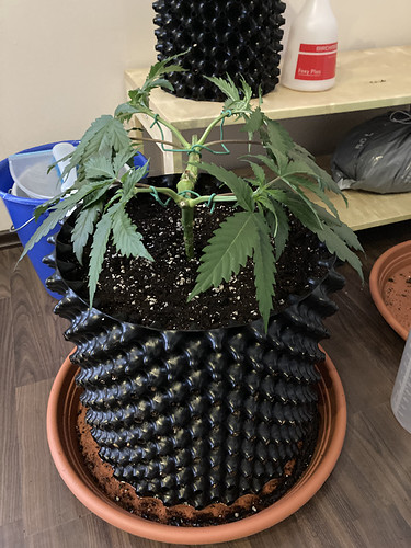 Growreport Bild 3