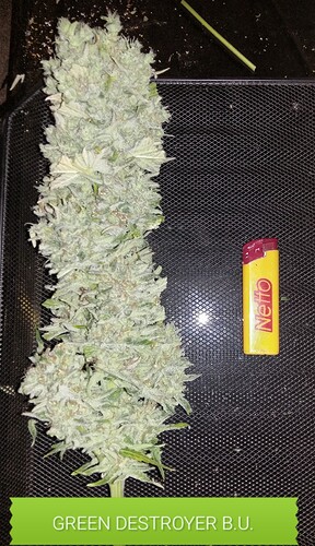 Growreport Bild 18