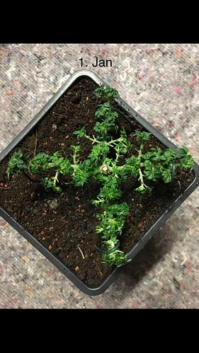 Growreport Bild 8