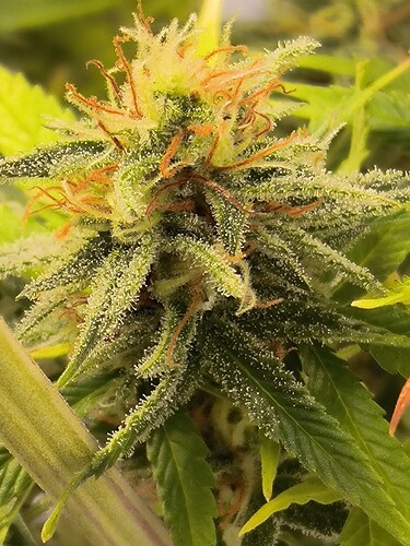 Growreport Bild 14