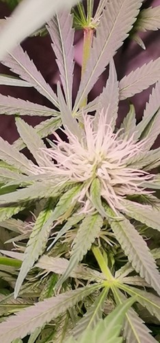 Growreport Bild 3