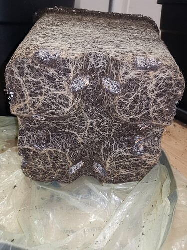 Growreport Bild 3
