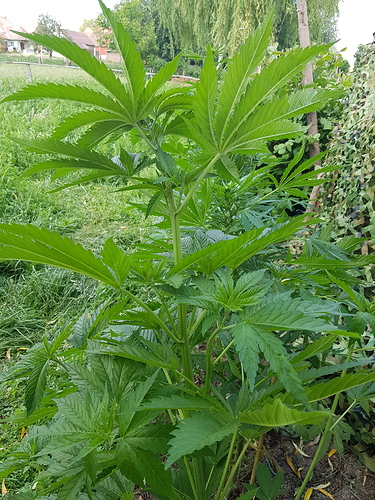 Growreport Bild 1