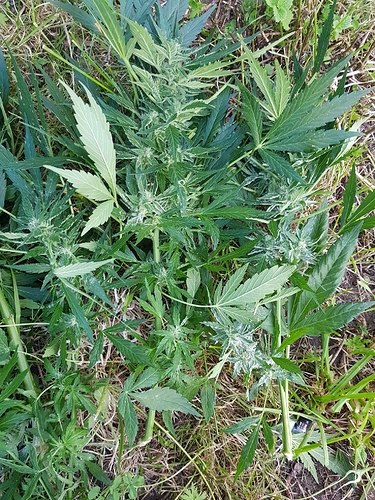 Growreport Bild 3