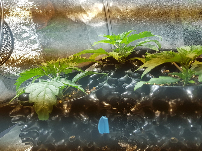 Growreport Bild 13