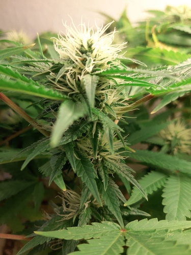 Growreport Bild 4