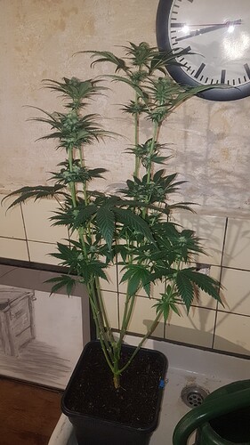 Growreport Bild 3