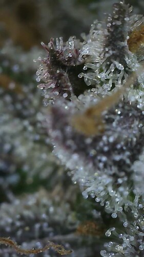 Growreport Bild 11