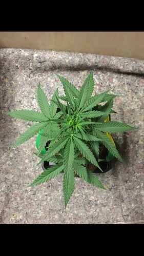 Growreport Bild 7