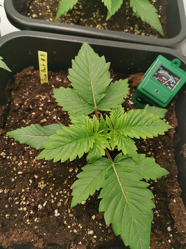 Growreport Bild 8