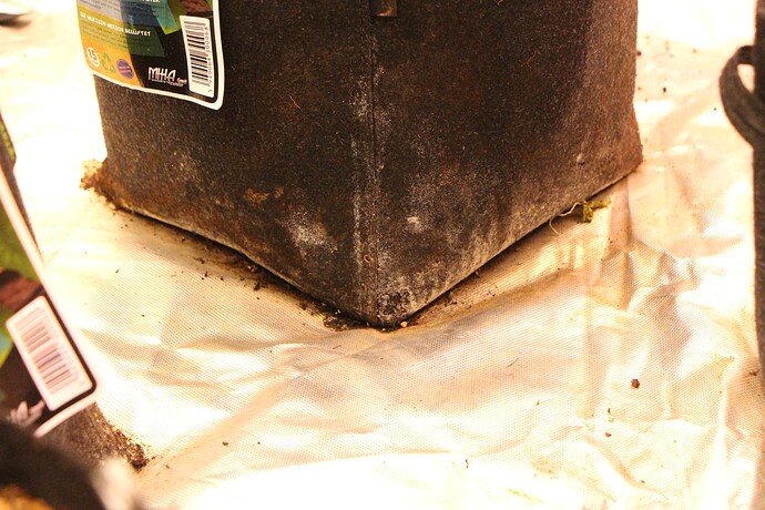Growreport Bild 8