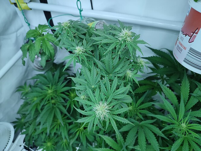 Growreport Bild 48