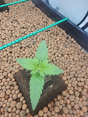 Growreport Bild 25