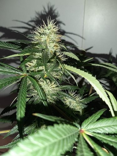 Growreport Bild 12