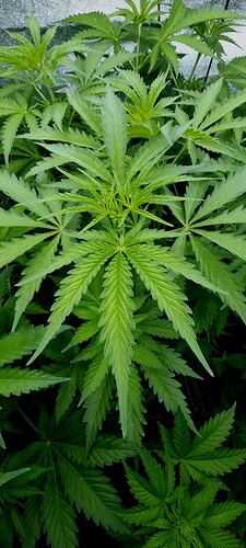 Growreport Bild 8