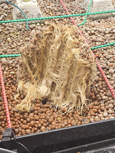 Growreport Bild 5