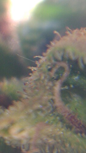 Growreport Bild 7