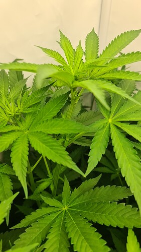 Growreport Bild 16
