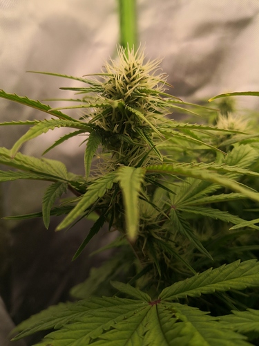 Growreport Bild 2