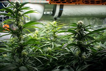 Growreport Bild 3