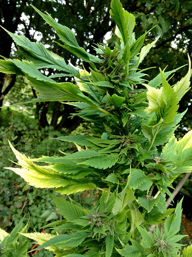 Growreport Bild 4