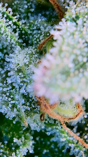 Growreport Bild 4