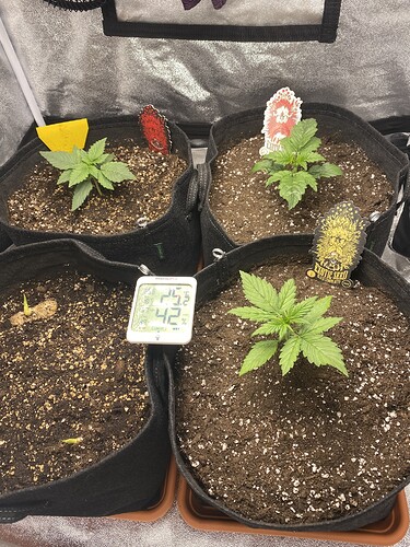 Growreport Bild 3