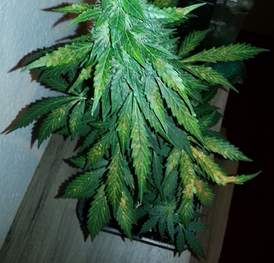 Growreport Bild 3