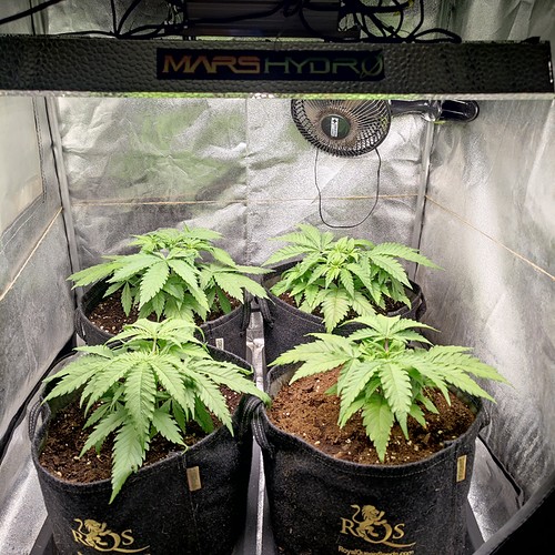 Growreport Bild 1