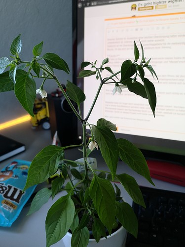 Growreport Bild 3